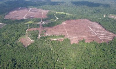Deforestasi Tancap Gas Saat Transisi Pemerintahan Jokowi-Prabowo