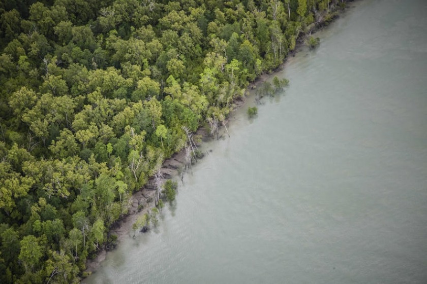20.000 Ha Hutan Mangrove Pantura akan Dimusnahkan demi Tambak