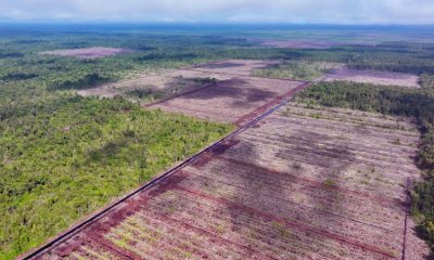 Koalisi Laporkan Deforestasi Mayawana Persada 2024 Capai 4.633 Ha