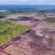 Koalisi Laporkan Deforestasi Mayawana Persada 2024 Capai 4.633 Ha