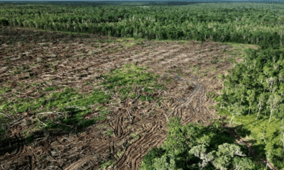 Betahita | Deforestasi dapat Membunuh, Terutama di Indonesia