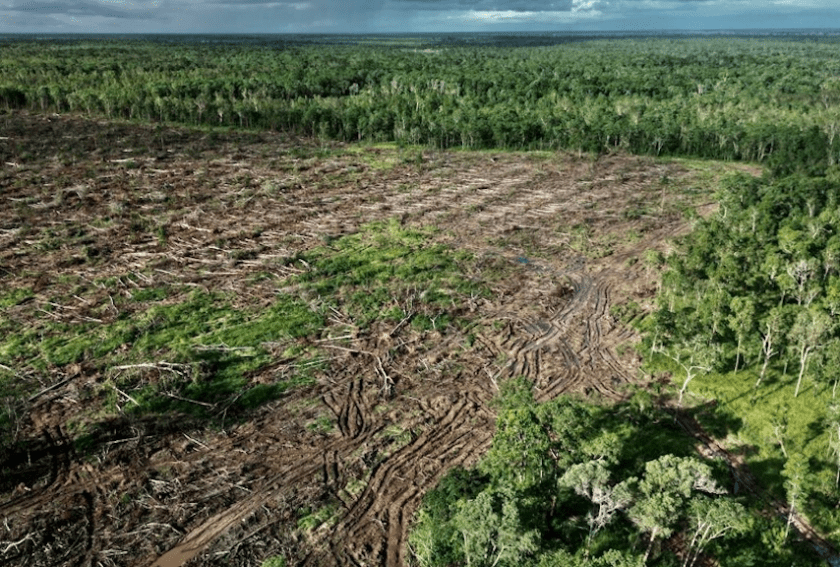 Betahita | Deforestasi dapat Membunuh, Terutama di Indonesia