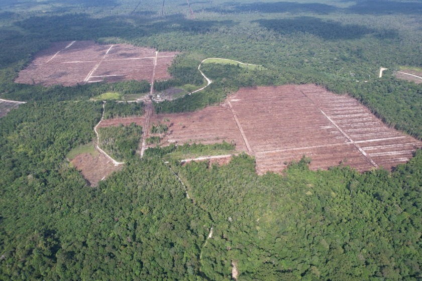Deforestasi Tancap Gas Saat Transisi Pemerintahan Jokowi-Prabowo