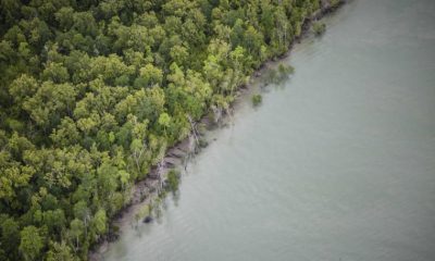 20.000 Ha Hutan Mangrove Pantura akan Dimusnahkan demi Tambak