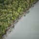 20.000 Ha Hutan Mangrove Pantura akan Dimusnahkan demi Tambak