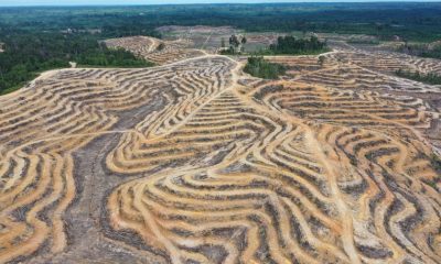 Deforestasi Indonesia 2024 Versi Kemenhut 175 Ribu Hektare