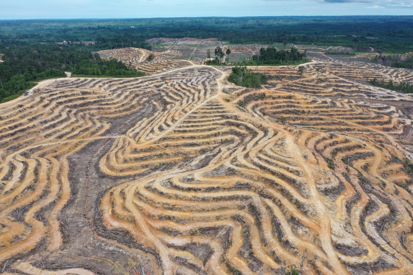 Deforestasi Indonesia 2024 Versi Kemenhut 175 Ribu Hektare