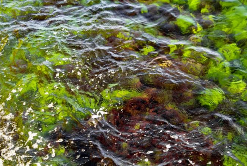 Indonesia Kaya: Ada 800 Jenis Rumput Laut, Baru 55 yang Komersial