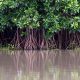 Darurat Mangrove: Petambak Pantura Khawatir Sabuk Hijau Hilang