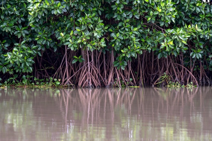 Darurat Mangrove: Petambak Pantura Khawatir Sabuk Hijau Hilang
