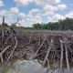 Darurat Mangrove: Konversi ke Tambak Risikokan Pantura Jawa Barat