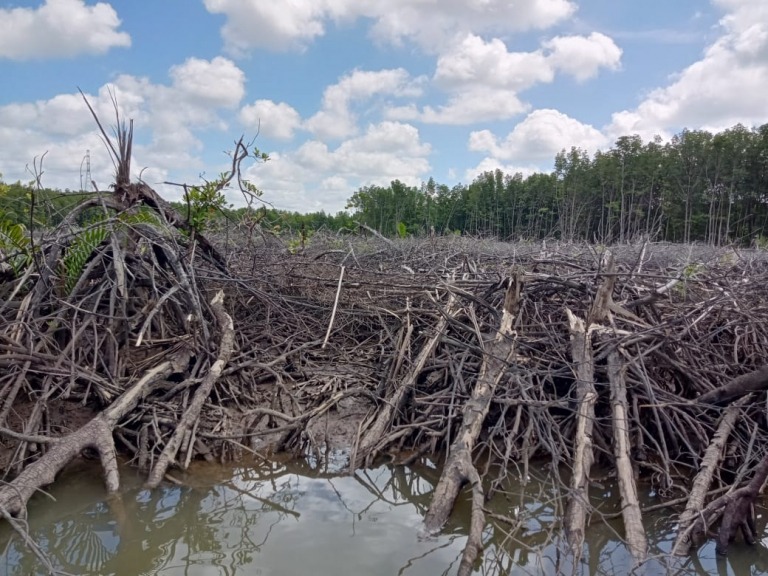Darurat Mangrove: Konversi ke Tambak Risikokan Pantura Jawa Barat