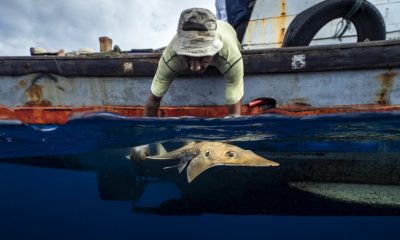 Studi Insentif Ikan Terancam Punah: Kena tangkap, Lepaskan, Bayar