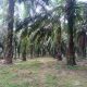 Petani Bengkulu Kecewa Tak Diikutkan Redistribusi Tanah