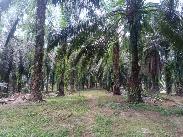 Petani Bengkulu Kecewa Tak Diikutkan Redistribusi Tanah