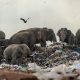 Betahita | Gajah-Gajah di Tempat Sampah