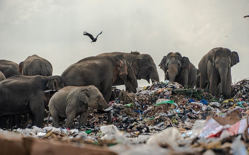 Betahita | Gajah-Gajah di Tempat Sampah