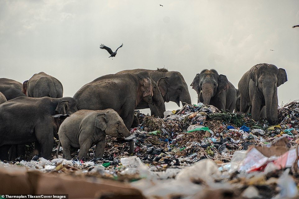 Betahita | Gajah-Gajah di Tempat Sampah